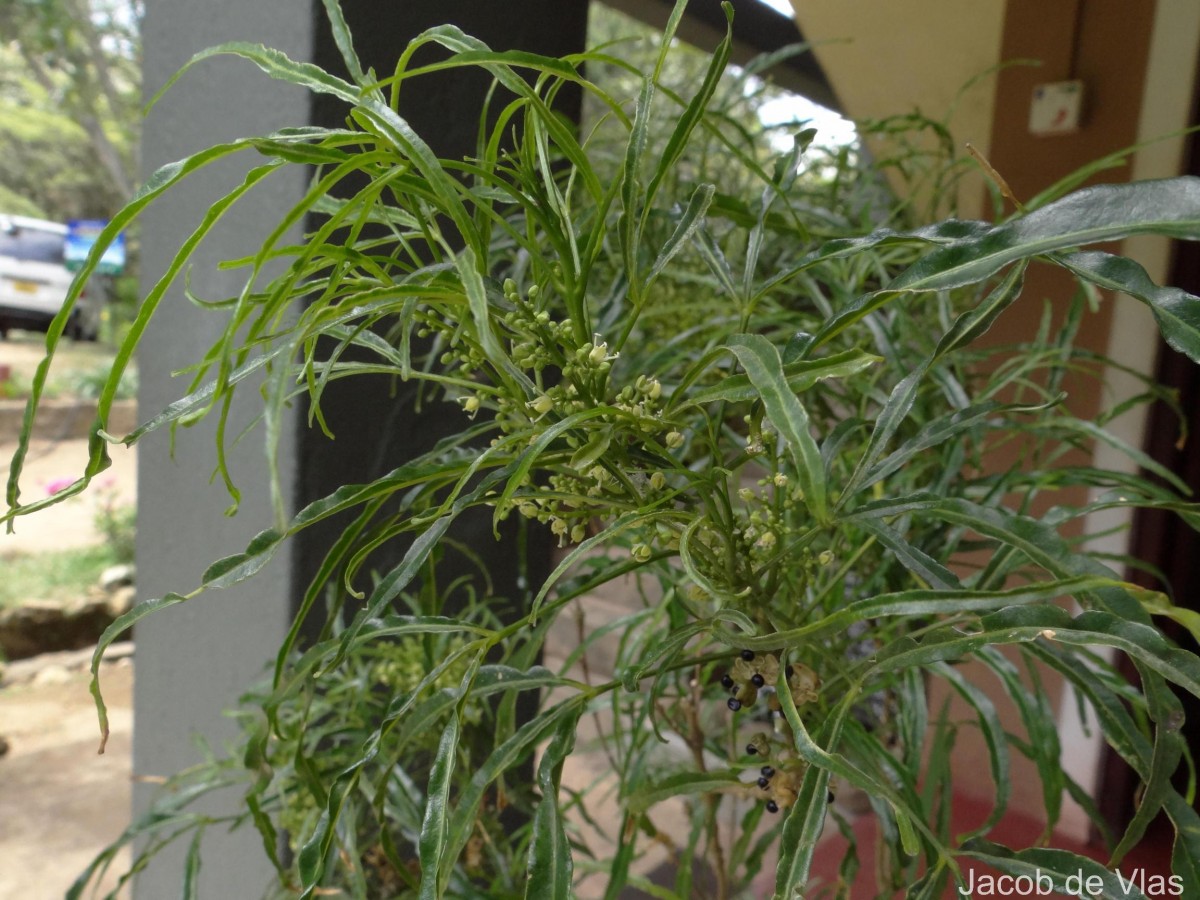 Euodia hortensis J.R.Forst. & G.Forst.
